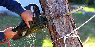 Best Fruit Tree Pruning  in Cresaptown, MD