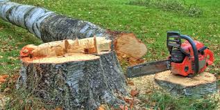 Best Tree Risk Assessment  in Cresaptown, MD