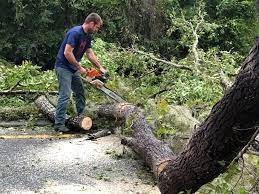 Best Tree Maintenance Programs  in Cresaptown, MD