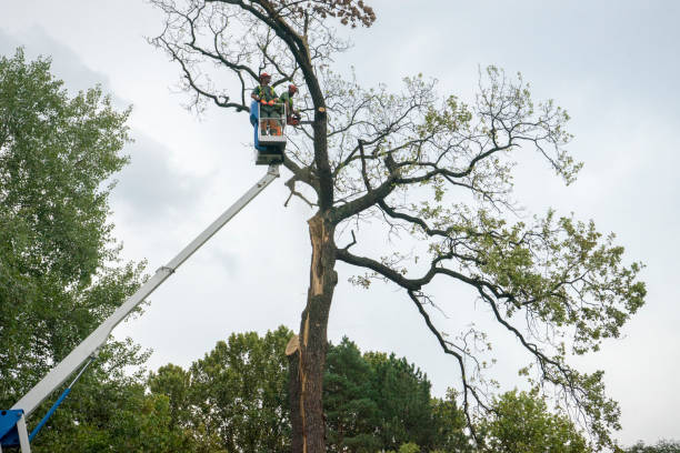 How Our Tree Care Process Works  in  Cresaptown, MD