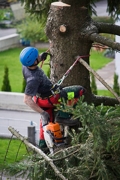 Best Arborist Consultation Services  in Cresaptown, MD